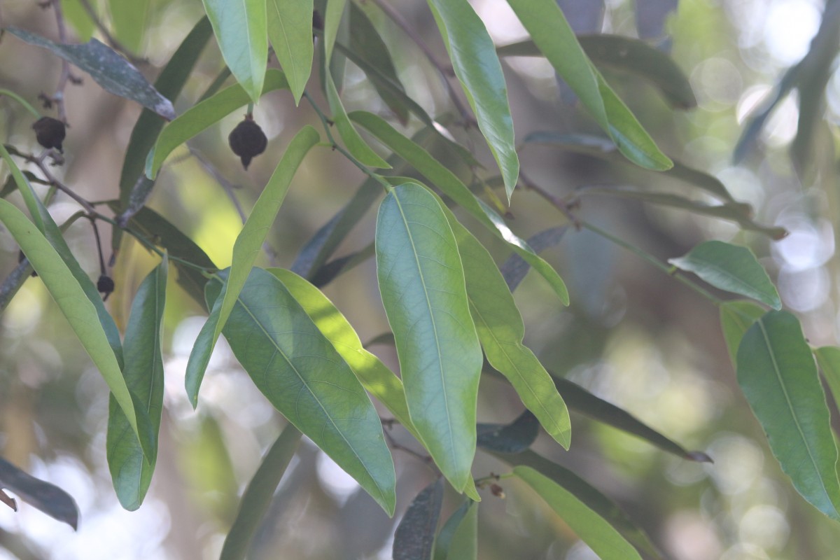 Hydnocarpus castaneus Hook.f. & Thomson